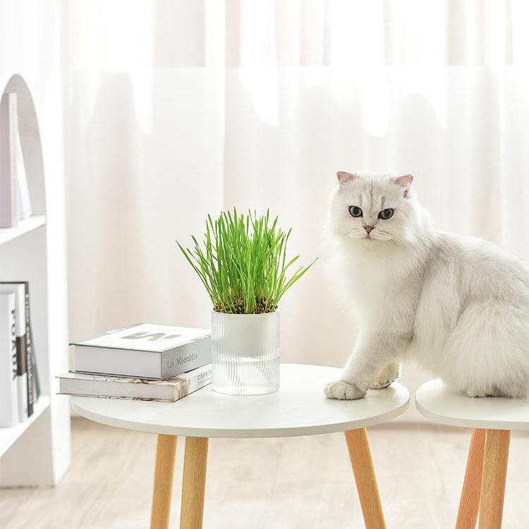 Michu All-in-One Soil-Free Cat Grass Grow Kit - Made In USA