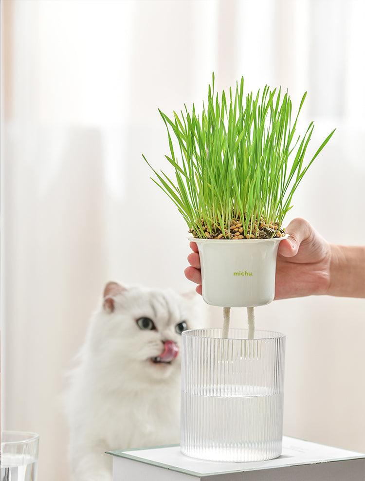 Michu All-in-One Soil-Free Cat Grass Grow Kit - Made In USA