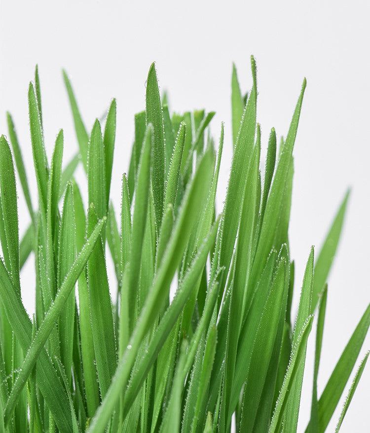 Michu All-in-One Soil-Free Cat Grass Grow Kit - Made In USA