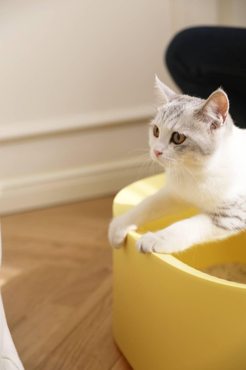 Michu Macaron High Edge Cream White Open Style Extra Large Cat Litter Box Designed by MEOOF XL